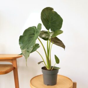 Plante Alocasia et son cache-pot osier