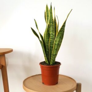 Sanseveria et son cache-pot osier