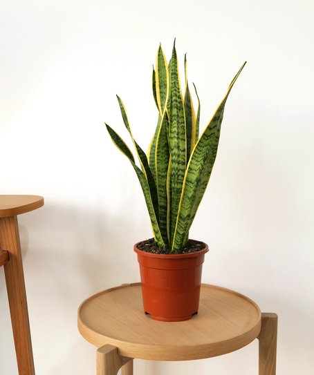 Sanseveria et son cache-pot osier