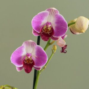 Orchidee à 2 tiges - rose