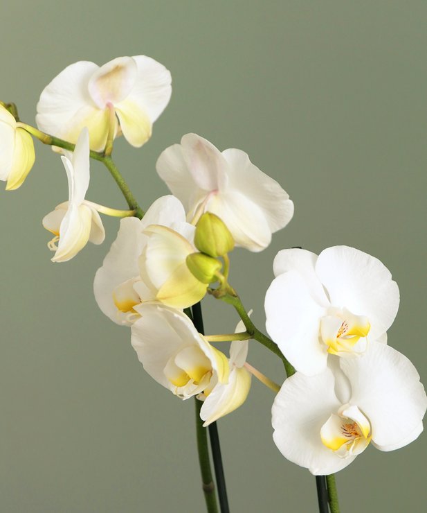 Orchidée à 2 tiges - blanche - Image 2