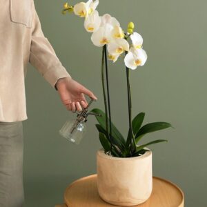 Orchidée à 2 tiges - blanche