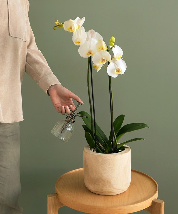 Orchidée à 2 tiges - blanche