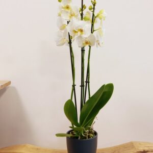 Orchidée à 3 tiges - blanche