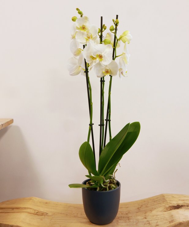 Orchidée à 3 tiges - blanche