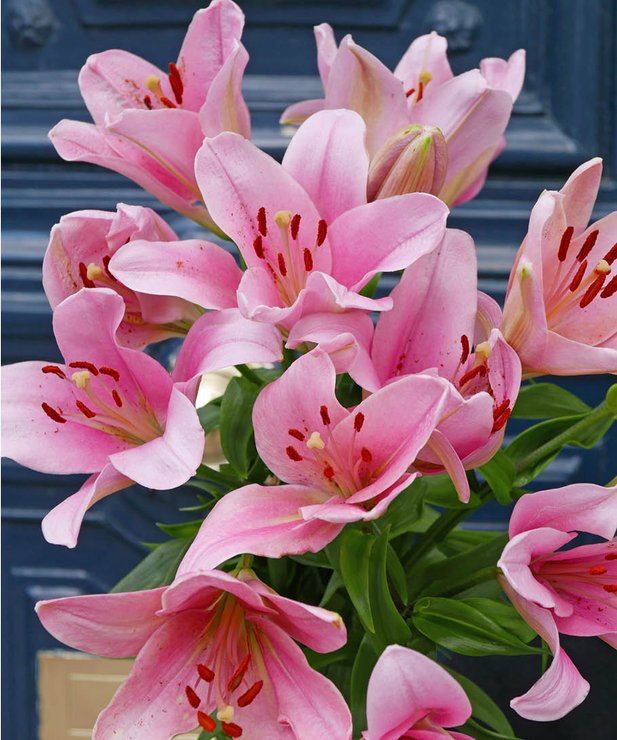 Brassée de Lys - Rose - Image 2