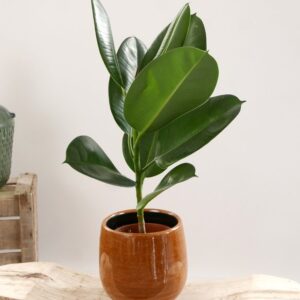 Ficus Elastica et son cache-pot osier