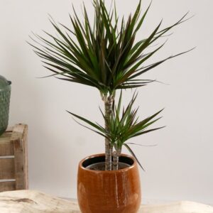 Dracaena Marginata et son cache-pot osier